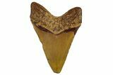 Fossil Megalodon Tooth - North Carolina #257747-2